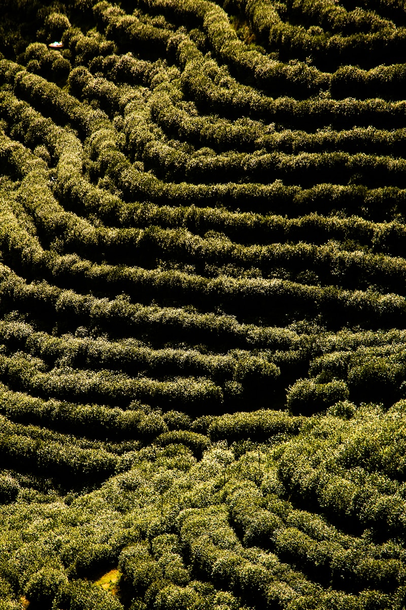 a very large grassy area with a bunch of bushes