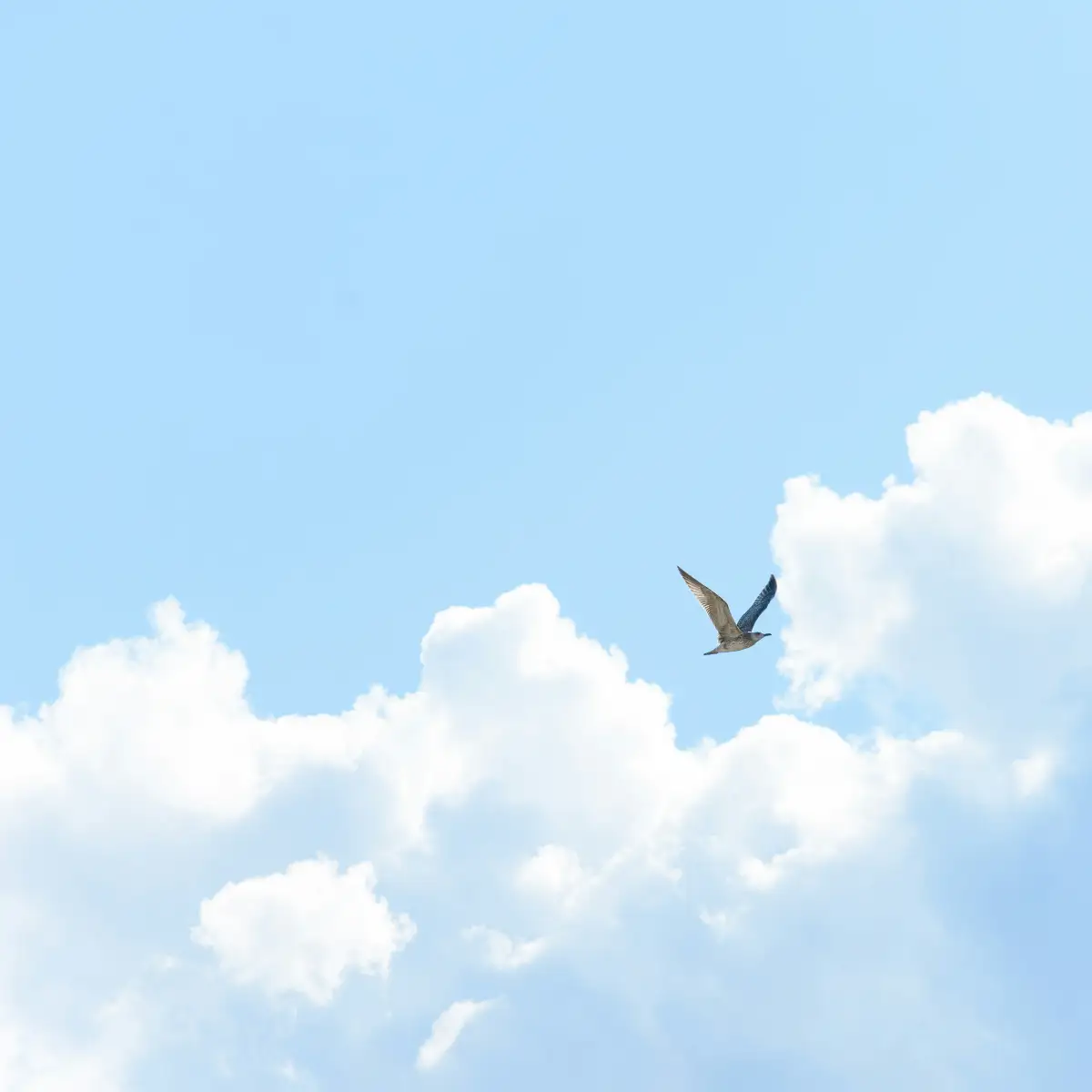 « Une mouette vole seule dans un ciel bleu au-dessus de nuages blancs, symbole de liberté et d’autonomie. »